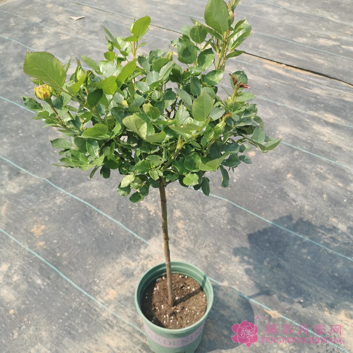 月季花苗在哪里可以買？