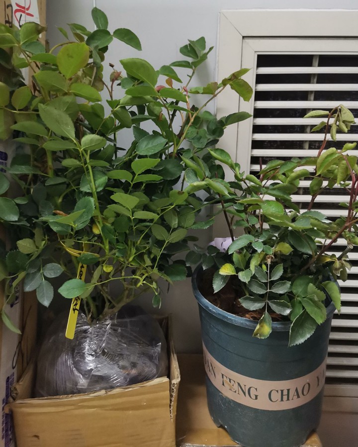 做月季我們是專業(yè)的，打包我們很用心！
