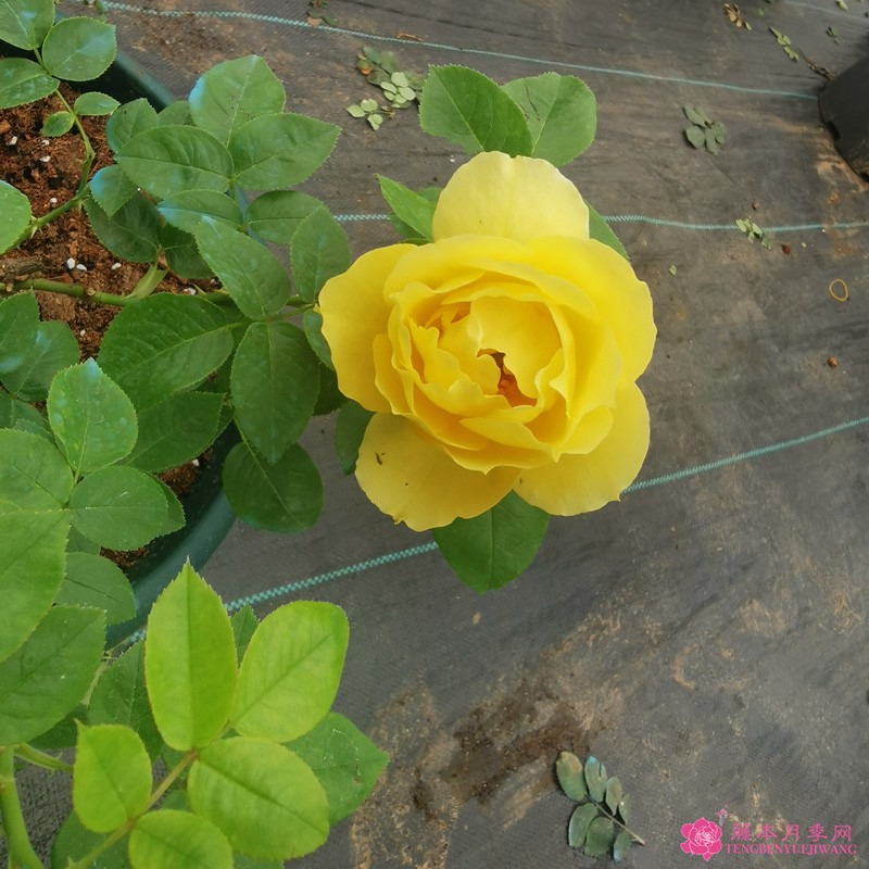 紀念馬塞爾普魯斯特Souvenir de Marcel Proust