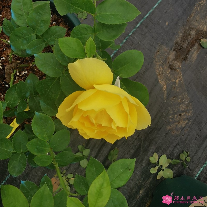 紀念馬塞爾普魯斯特Souvenir de Marcel Proust