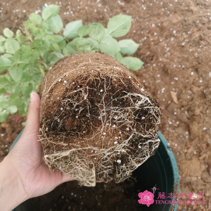如何判斷月季需要換盆了？