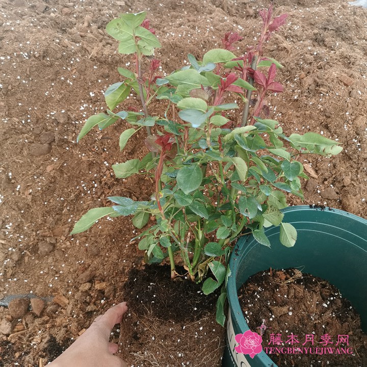 如何判斷月季需要換盆了？