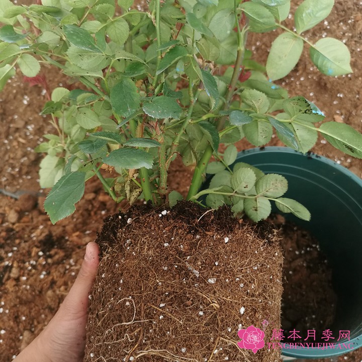 如何判斷月季需要換盆了？