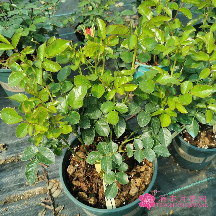 如何養(yǎng)好月季花？