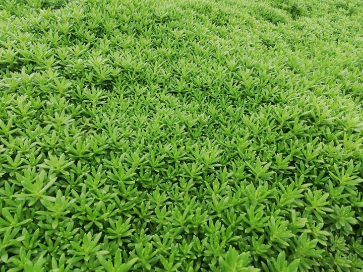 佛甲草怎么種？