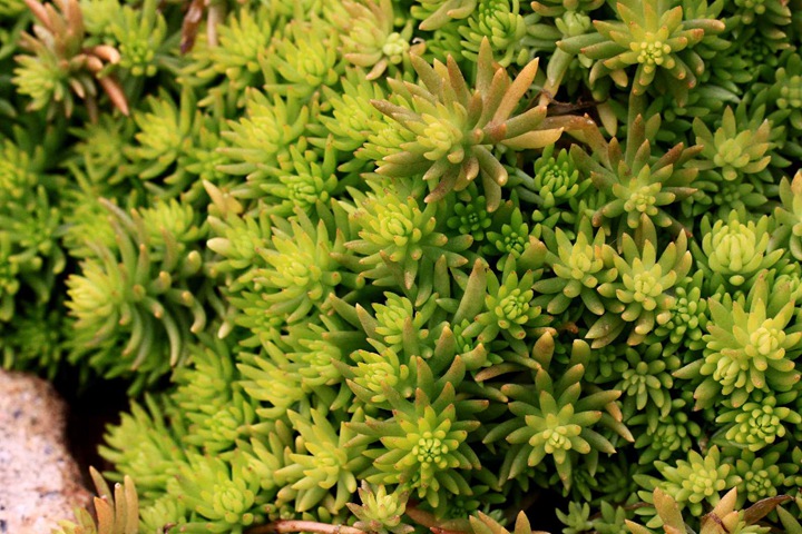 佛甲草什么時(shí)候開花？