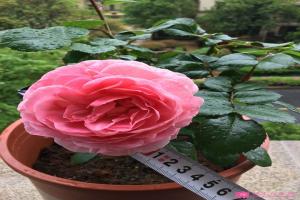 芳香王陽臺月季的種植體驗(yàn)