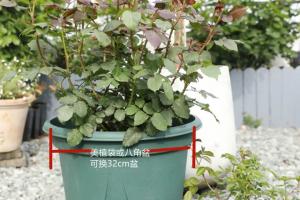 如何快速打造藤本月季花墻？