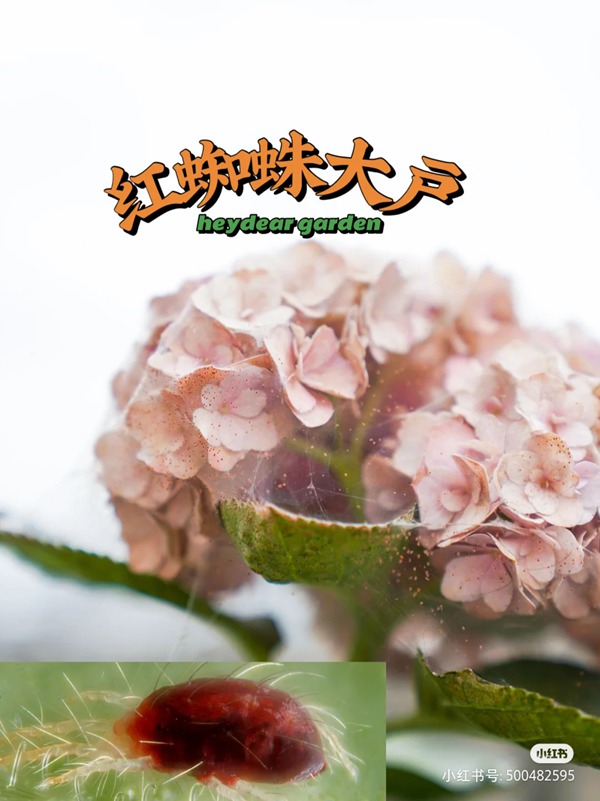養(yǎng)啥啥不行，養(yǎng)紅蜘蛛第一名