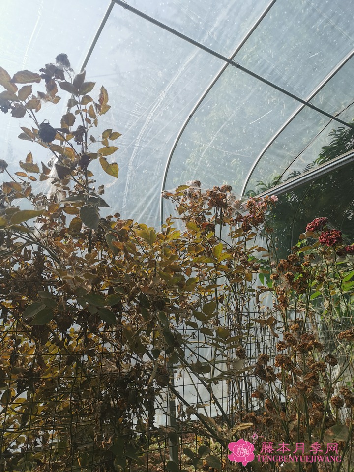 月季感染紅蜘蛛不管會死嗎？