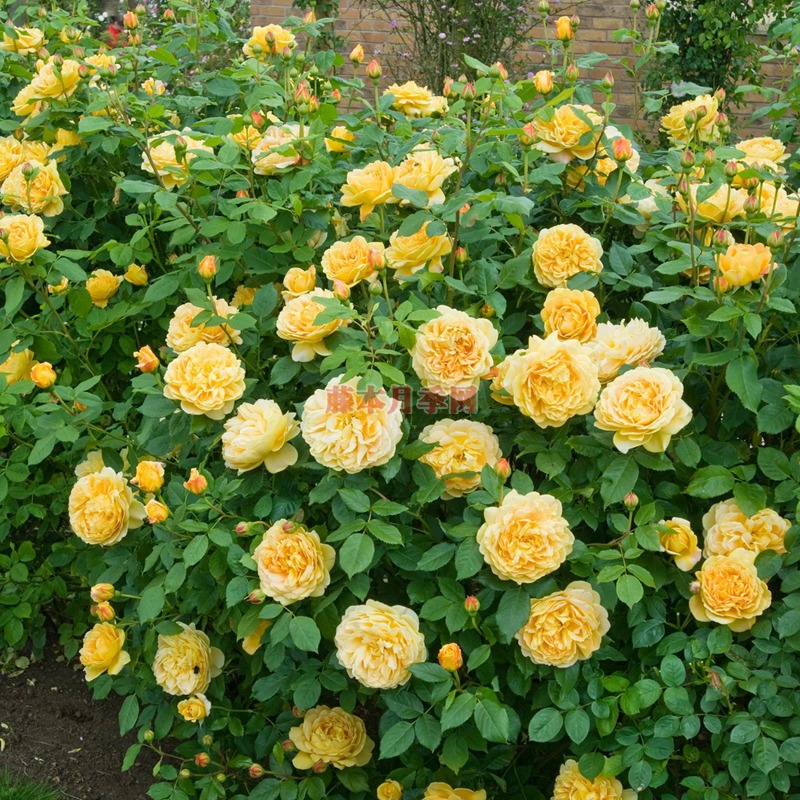 月季不開花的原因有哪些？