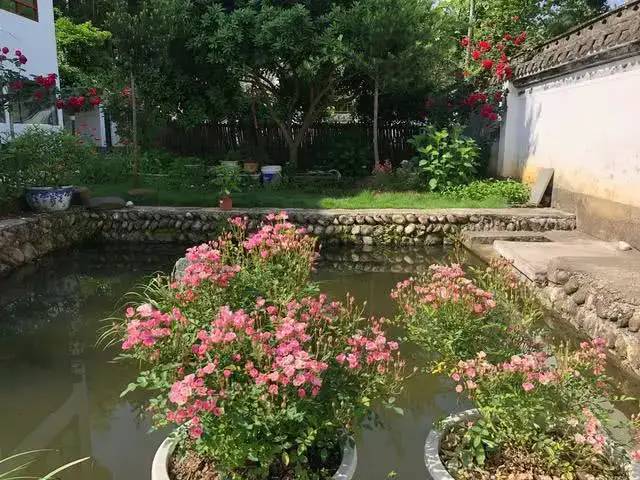 世界最小月季之一，好養(yǎng)開花不斷