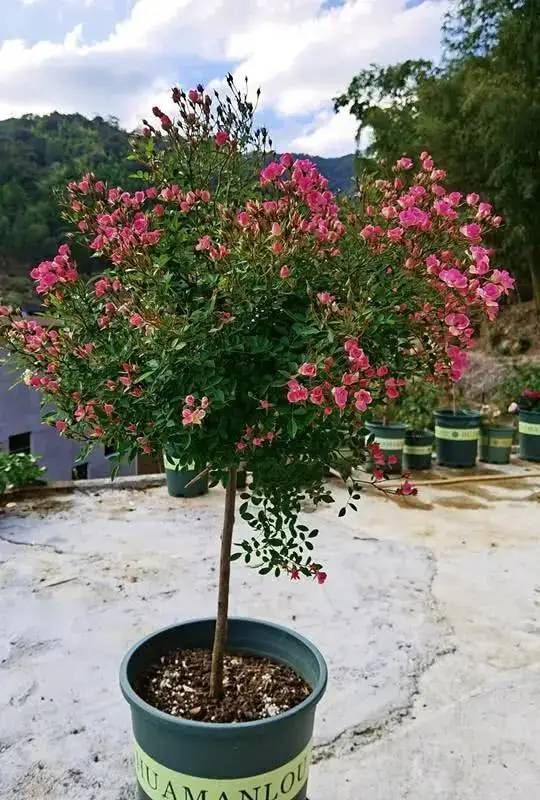 世界最小月季之一，好養(yǎng)開花不斷