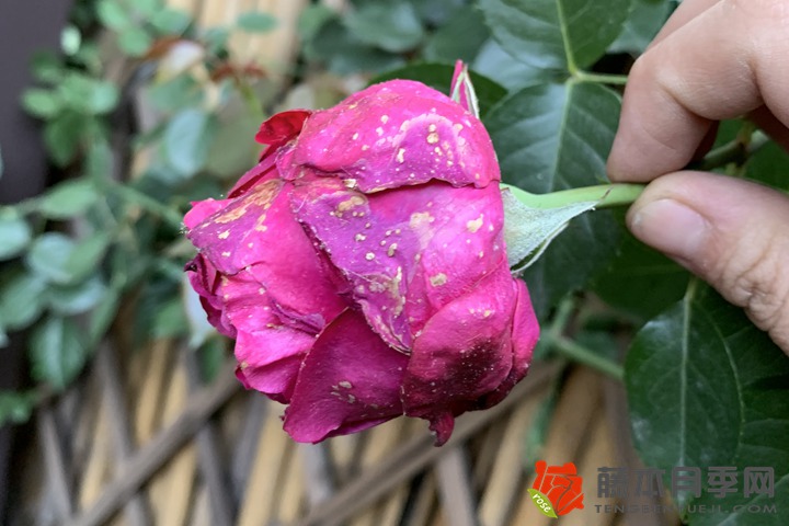 紅色龍沙寶石-藤本月季網(wǎng)