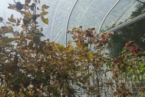 月季感染紅蜘蛛不管會(huì)死嗎？