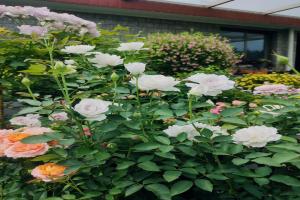 月季花的花瓣為什么會(huì)掉？