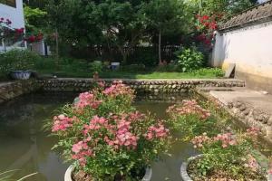 世界最小月季之一，好養(yǎng)開花不斷
