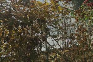 紅蜘蛛不打藥可以嗎？