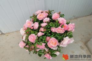 月季開花老是零零散散不整齊怎么辦？