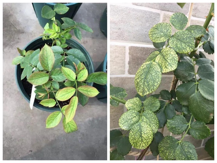 多雨又高溫的夏季,月季養(yǎng)護(hù)需要注意些什么? 多雨又高溫的夏季,月季養(yǎng)護(hù)需要注意些什么?