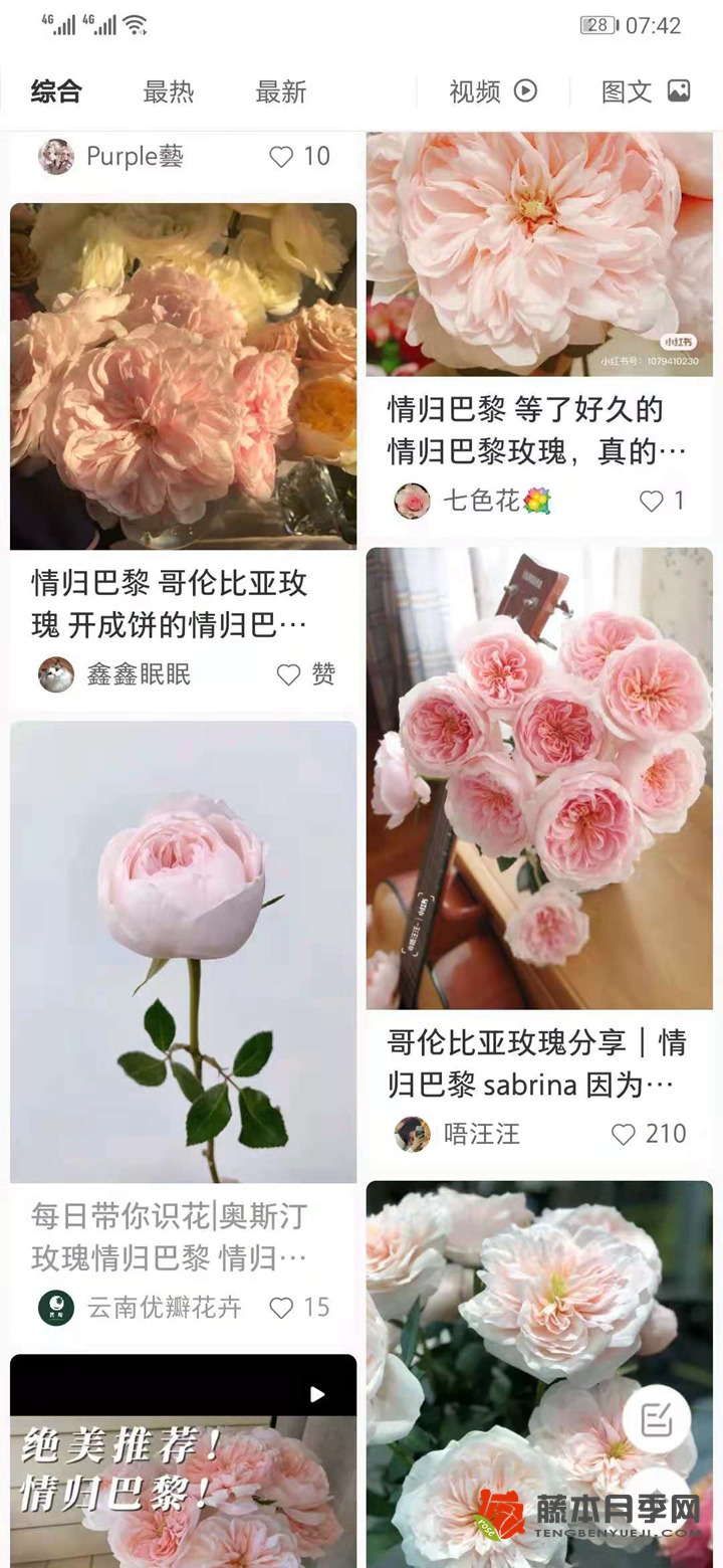情歸巴黎月季是奧斯汀的？