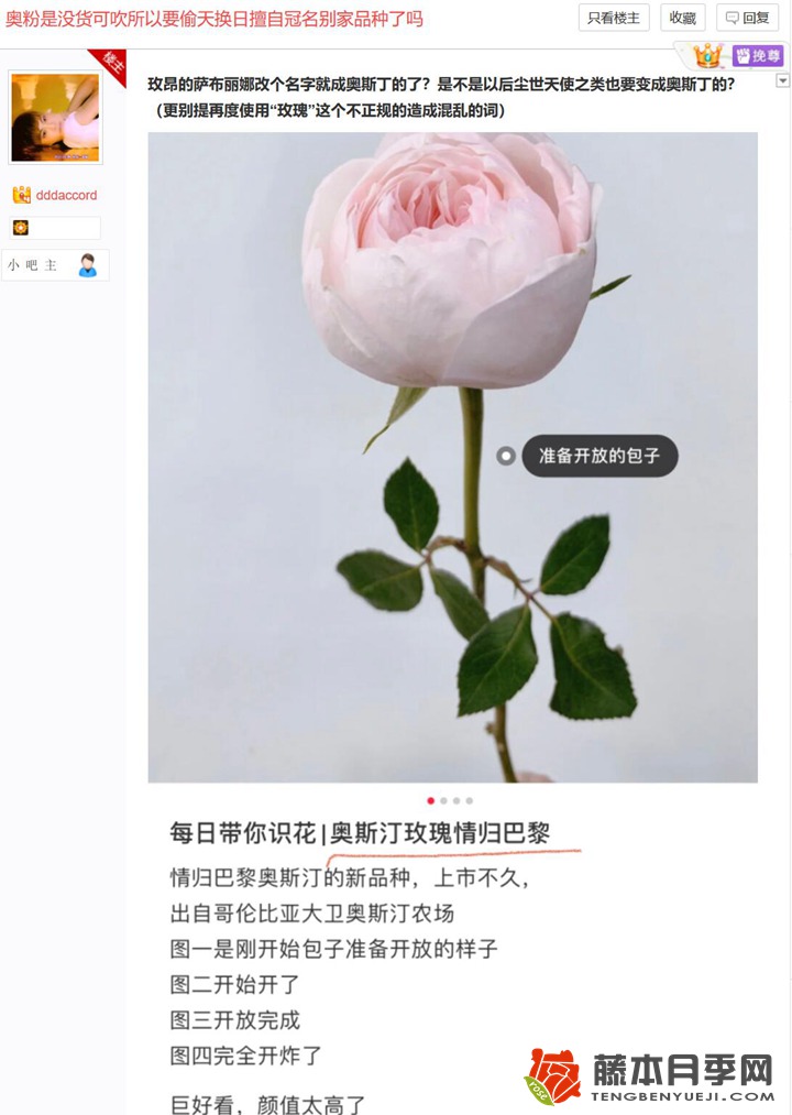 情歸巴黎月季是奧斯汀的？