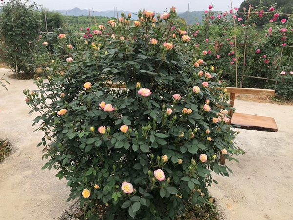 為什么喜歡種月季的花友越來越多？