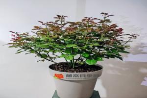 月季買多大的苗合適？