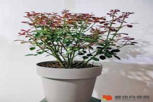 月季底部的葉子需要擼掉嗎？