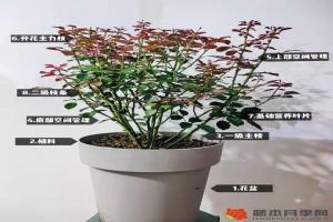 月季夏季修剪不當(dāng)為什么會(huì)死？