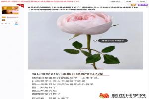 情歸巴黎月季是奧斯汀培育的？
