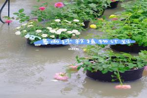 暴雨積水過后，如何拯救我們的花？