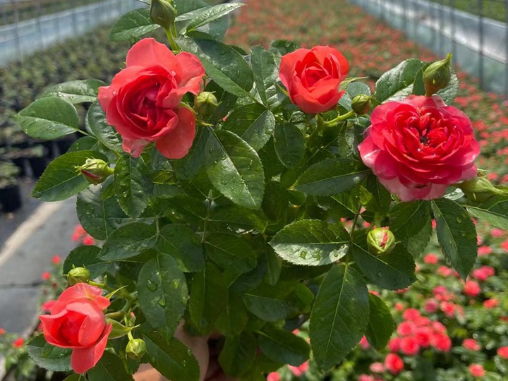 月季花移栽緩苗需要多久？