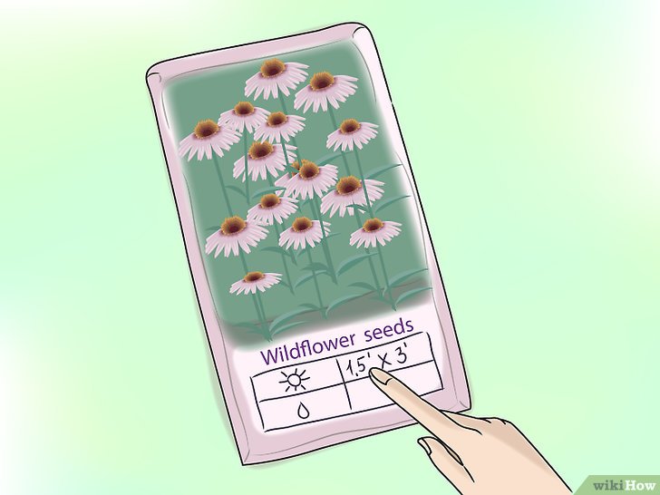 草花種子怎么播種，草花種植步驟詳解