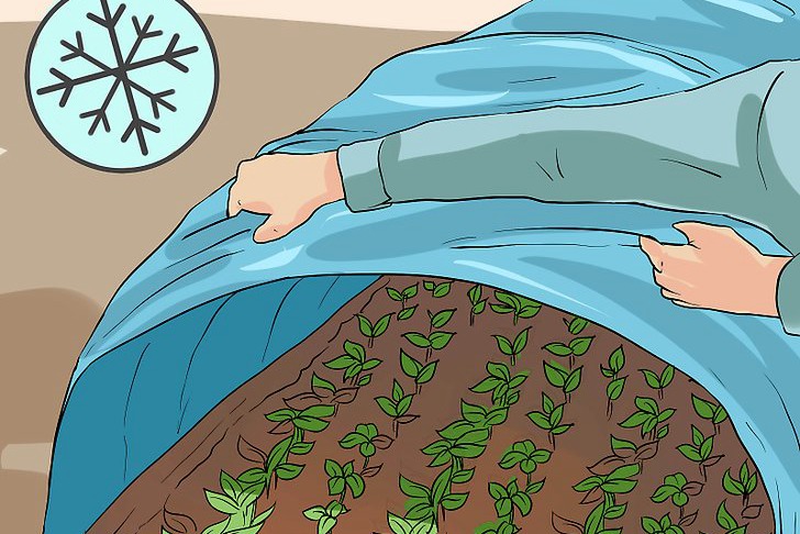 青椒種子的種植時間和種植方法