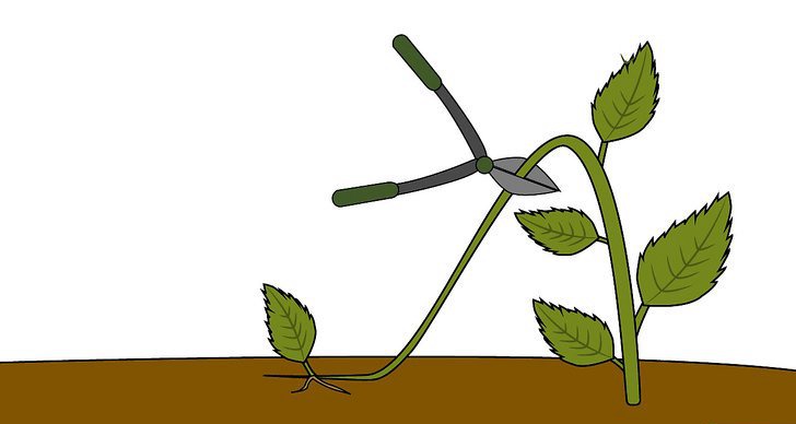 繡球花的四種繁殖方法（多圖詳解）