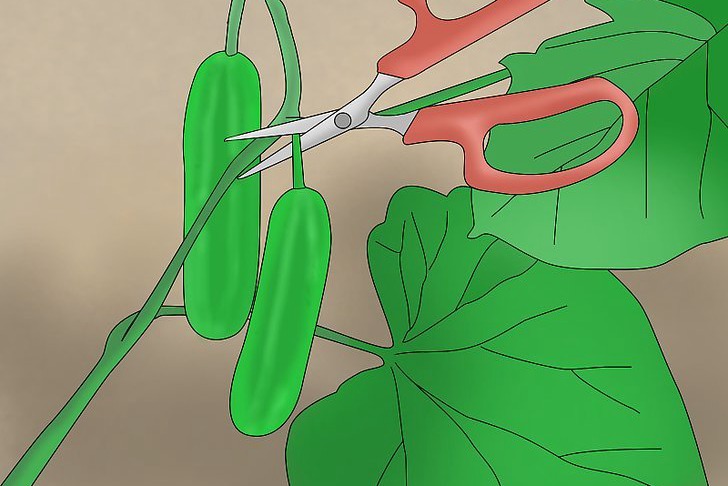 盆栽黃瓜的種植時(shí)間和種植方法