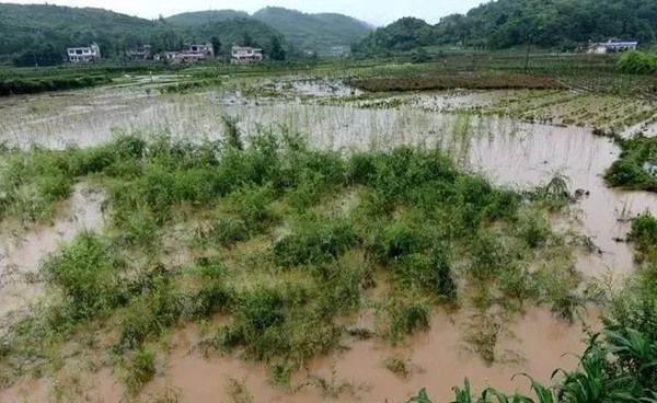 大雨過后草坪、苗木的養(yǎng)護和復壯管理