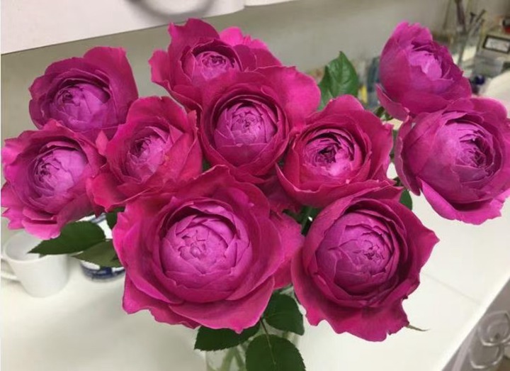 月季花可以食用嗎？