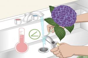 如何讓繡球花一直旺盛生長