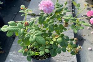 月季花養(yǎng)護(hù)管理需要了解的四點(diǎn)！