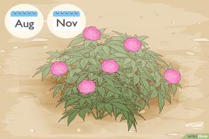 實生薔薇根、扦插薔薇根和薔薇桿嫁接月季有什么區(qū)別