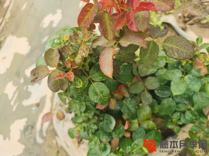 種了個寂寞，艾米莉勃朗特種植經(jīng)驗分享