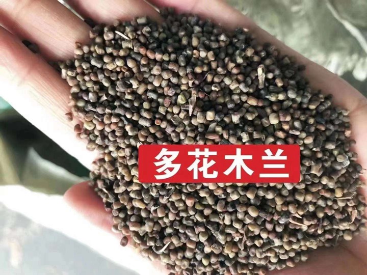 常用的護(hù)坡灌木種子有哪些？