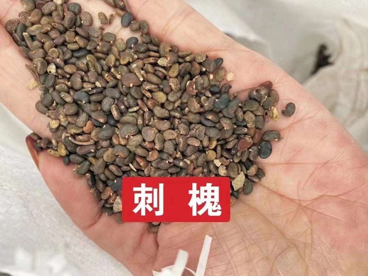 常用的護(hù)坡灌木種子有哪些？