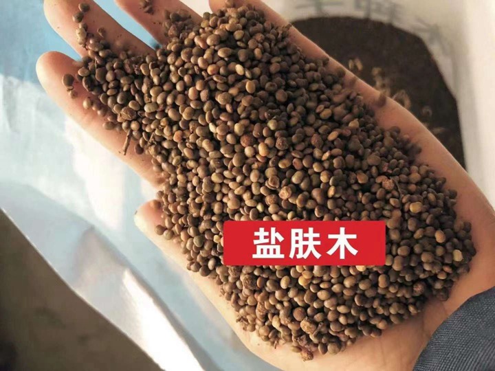 常用的護(hù)坡灌木種子有哪些？