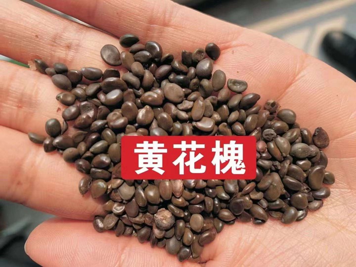常用的護(hù)坡灌木種子有哪些？