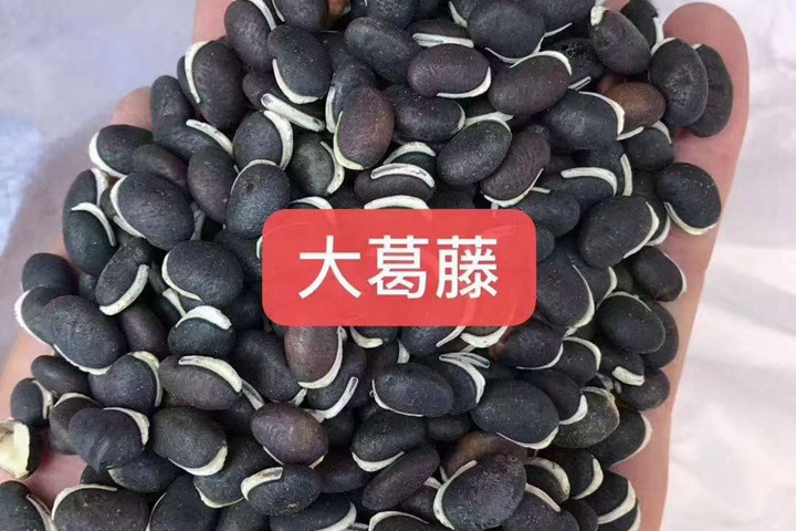 常用的護(hù)坡灌木種子有哪些？