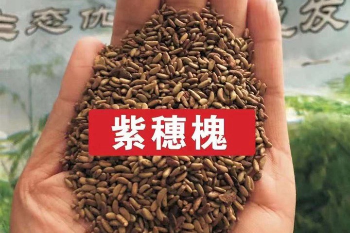 常用的護(hù)坡灌木種子有哪些？