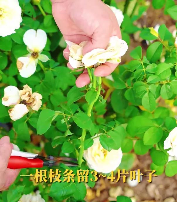 月季秋季復(fù)花指南 月季秋季復(fù)花指南